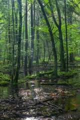 Summertime sunrise in wet deciduous stand