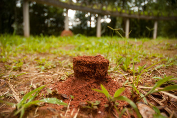 anthill