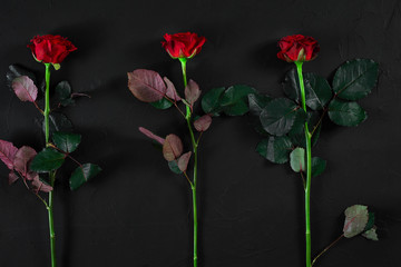 Red roses on a black background. Top view