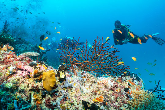Taucher vor buntem Korallenriff in tropischen Gewässern der Malediven