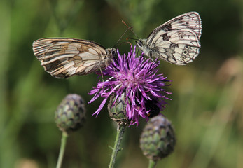 Butterflys in Love