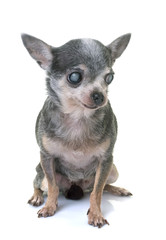 chihuahua with cataract