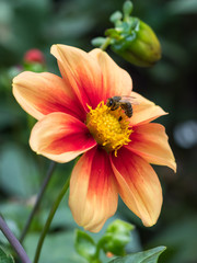 bee on flower