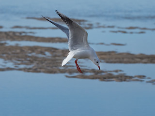 gull at beach