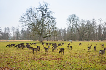 Deer on territory of medieval castle Blatna, Czech Republic