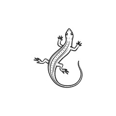 Obraz premium Vector hand drawn Salamander outline doodle icon. Salamander sketch illustration for print, web, mobile and infographics isolated on white background.
