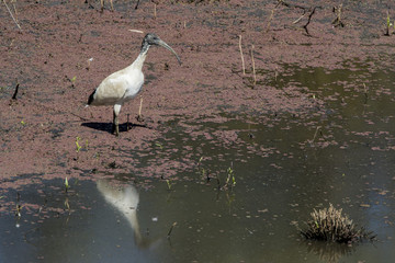 Australian White Ibis (Threskiornis moluccus) race 