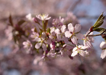 Fototapeta na wymiar Spring Cherry blossoms, pink flowers.