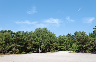 Fototapeta na wymiar white sand and birch tree in fontainebleau forest