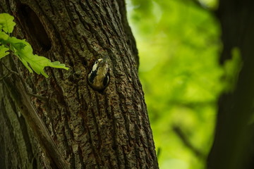 Dendrocopos major. Wild nature of Czech. Free nature. Bird on the tree. Beautiful picture. From...