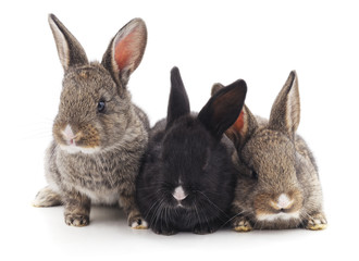 Three small rabbits.