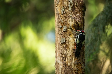 Dendrocopos major. Wild nature of Czech. Free nature. Young. Bird on the tree. Beautiful picture. From bird life. Nature. Forest. Spring. Spring nature. Expanded in Europe.
