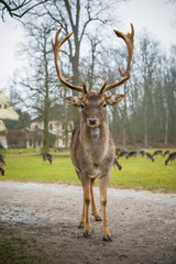 Deer on territory of medieval castle Blatna, Czech Republic