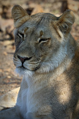 Close up of female lion in the Addo Elephant National Park, South Africa