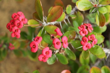 Euphorbia milii in the garden