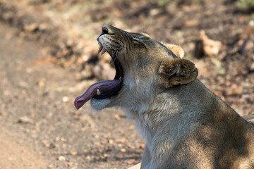 Close up of female lion in the Addo Elephant National Park, South Africa