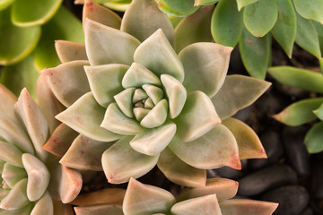 Full frame close up of Succulent Plants. Macro shot with green and red petals.