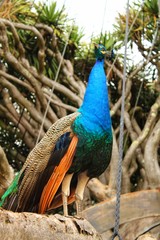 Naklejka premium Colorful peacocks in a garden