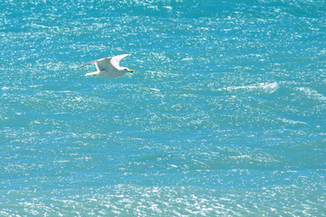 Daylight view to seagull flying over azur sea in Cannes, France