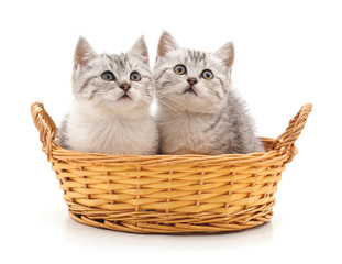 Two cats in a basket.