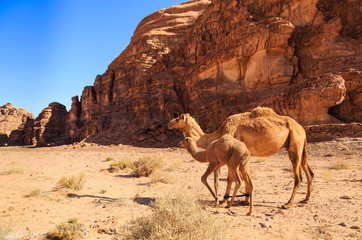 Female camel with her youngster in the Wadi Rum desert in Jordan