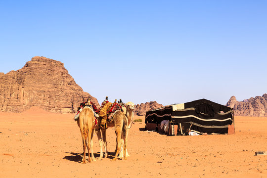 Camels at a bedouin tent in the middle of the Wadi Rum desert in Jordan