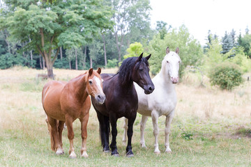Obraz na płótnie Canvas drei Pferde auf der Wiese in unterschiedlichen Fellfarben