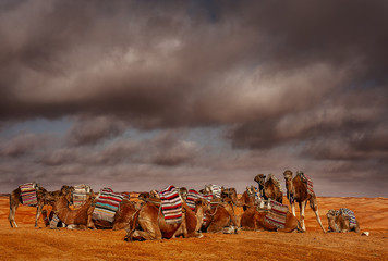 caravan of dromedaries in the desert
