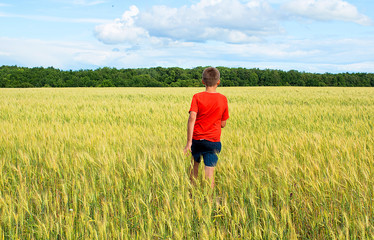 Naklejka na ściany i meble The boy runs across the field with wheat, with grain. Beautiful blue sky, yellow field and cheerful boy view from be