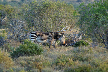Fototapeta na wymiar Endangered Cape Mountain Zebra (Equus zebra), Addo Elephant National Park, South Africa