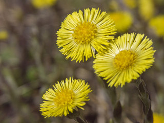 Huflattich  - wichtige Heil und Medizinpflanze