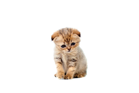 sad very small fluffy kitten scottish fold on white isolated background. With a sore eye that is peeling off