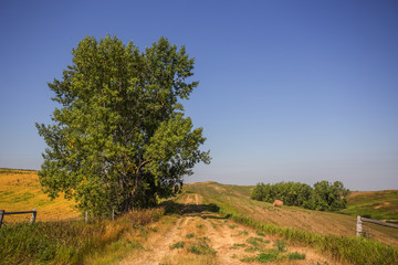 Obraz premium A large green leafy tree beside a grassy trail dividing fenced pasture land dotted with straw bales in a rural summer countryside landscape