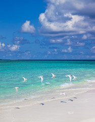 Fototapeta na wymiar Maledivenstrand mit Seeschwalben