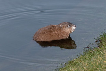 Wet muskrat (Ondatra Zibethicus)  sits along in reflective and sparkling clear blue water near the shore Kiev Ukraine 2018