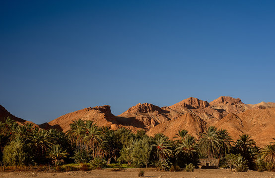 Palm tree in Tunisia