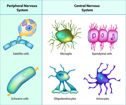 Types of Neuroglia: oligodendrocytes, astrocytes, microglia, schwann cells, satellite cells, ependymal cells. 