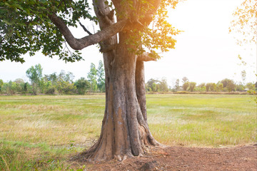 Fototapeta premium Tree with sunset nature landscape in rural background 