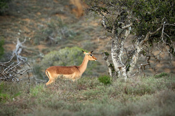 Antelopes in the Kruger National Park, South Africa