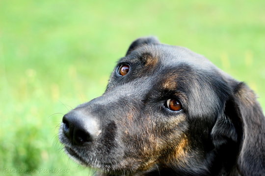 Sally