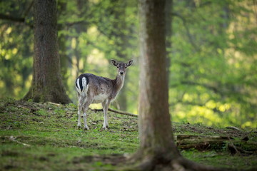 Dama dama. Photo was taken in the Czech Republic. Free nature. Beautiful animal image. Forest. Autumn colors.