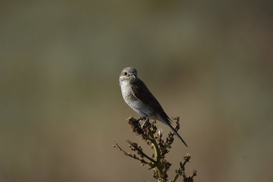 Field bird