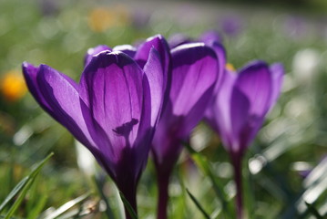 Crocus