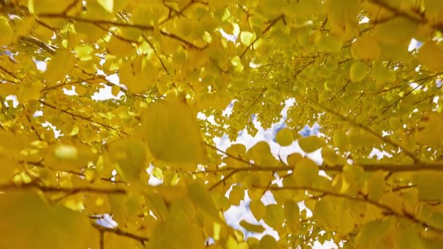 Golden AUTUMN LEAVES in motion &mdash; dynamic upward view through tree foliage as camera moves under yellow canopy