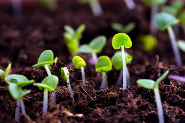 basil sprouts have sprouted