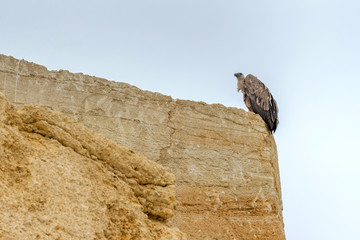 Fototapeta premium Griffon vulture sits on a rock. 