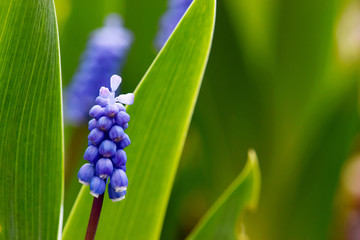 Bluebell Third