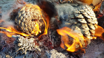 Burning pine cones on the beach