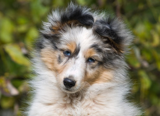 Sheltie merle puppy close up attractive portrait. Blue wonderful eyes.