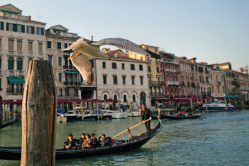 Obraz premium Gull Flying over the Canal in Venice